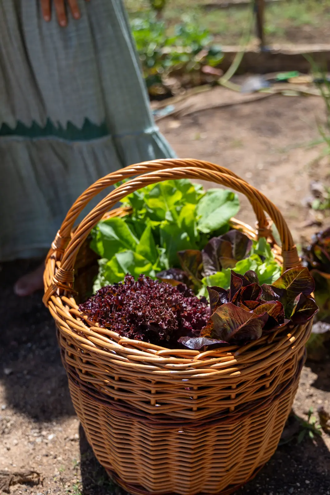 A basket of fresh salad from the farm garden